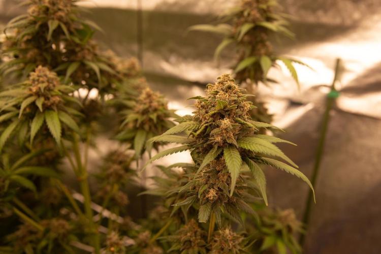 Purple Kush from Sacred Seeds Aus. Week 15