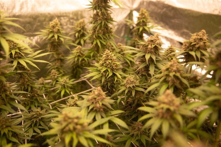 Purple Kush from Sacred Seeds Aus. Week 15