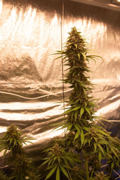 Purple Kush from Sacred Seeds Aus. Week 15