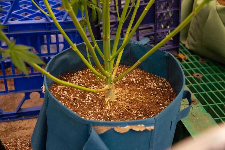 Purple Kush from Sacred Seeds Aus. Week 15