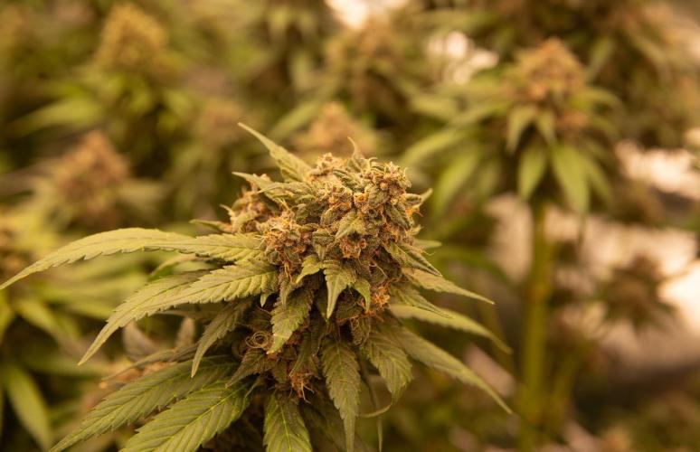 Purple Kush from Sacred Seeds Aus. Week 15