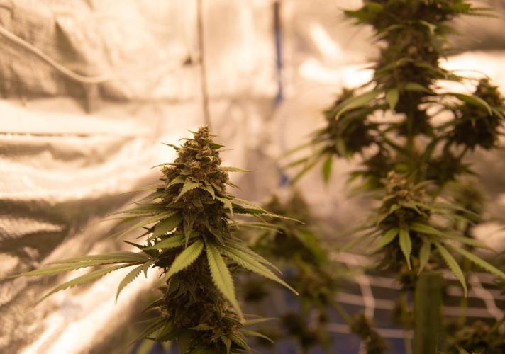 Purple Kush from Sacred Seeds Aus. Week 15