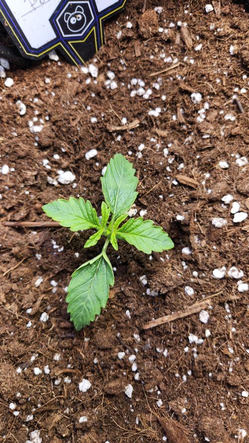 Grow #2. Week 1 - BBP looks beautiful 