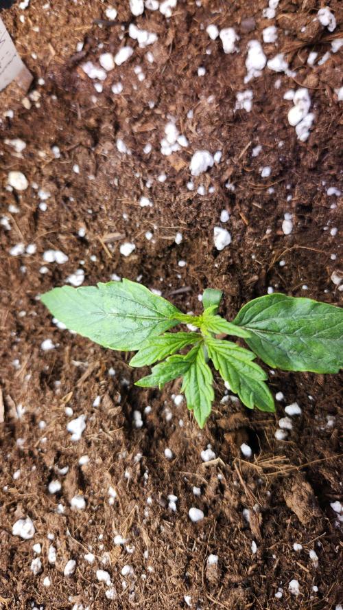 Grow #2. Week 1 - Jack Herer must have gotten stressed but seems to be holding strong. 