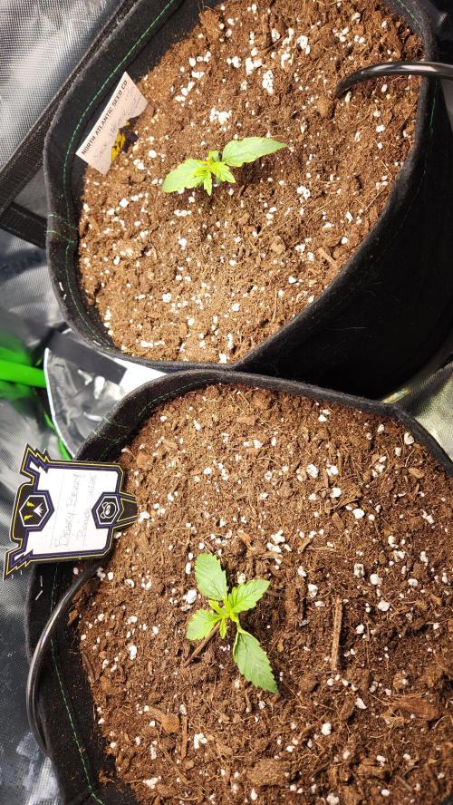 Grow #2. Week 1 - So far they are moving into Veg looking pretty good. 