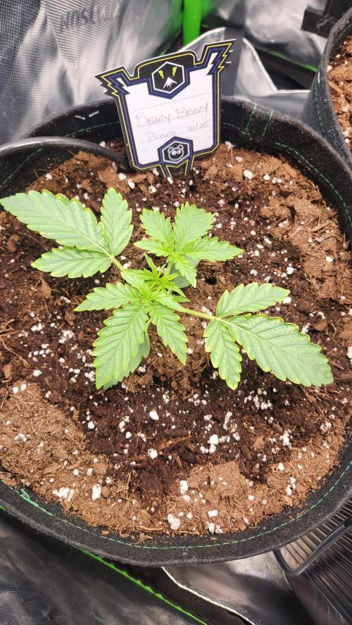 Grow #2. Week 2 - BBP has great structure.  Starting to yellow around leaf edges. Gave full feed.