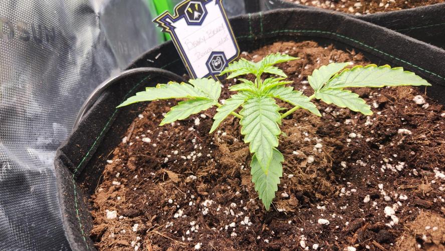 Grow #2. Week 2 - BBP 