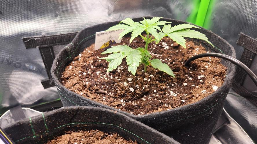 Grow #2. Week 2 - JH is bouncing back. Leaves are no longer twisted. New growth looks good.