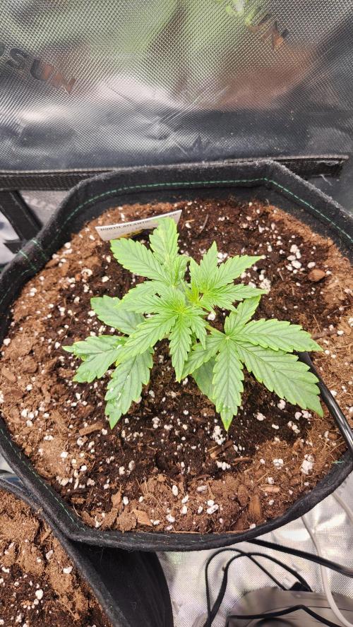 Grow #2. Week 2 - Gave full feed. 