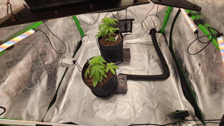 Grow #2. Week 3