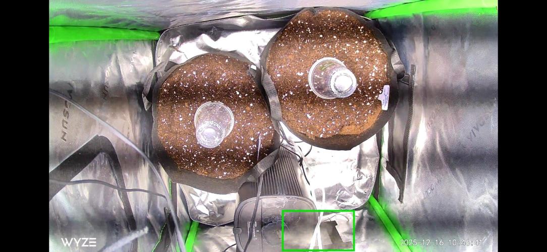 New Year Grow. Week 0