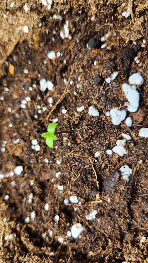 New Year Grow. Week 0 - White widow