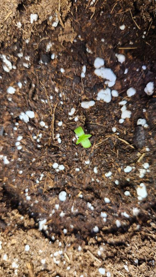 New Year Grow. Week 0 - White widow 