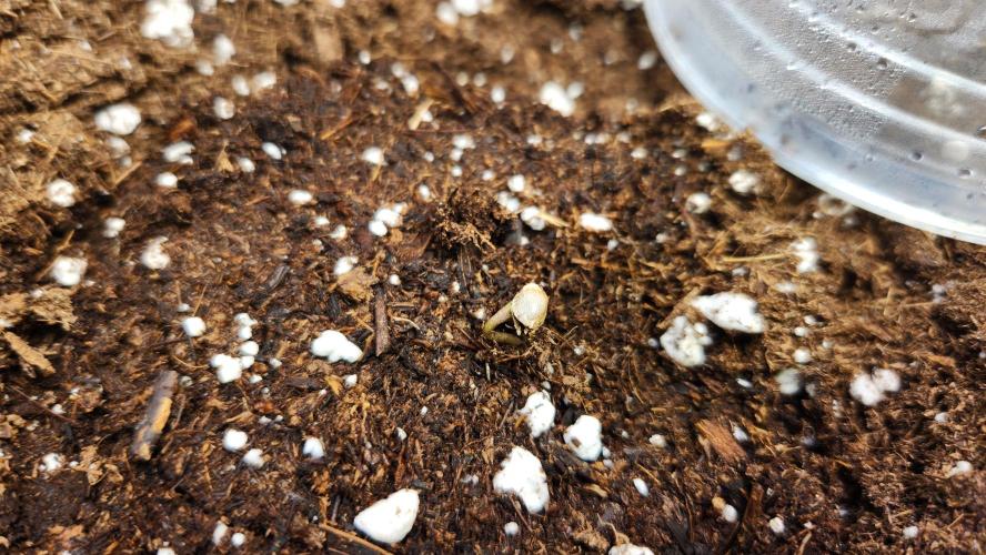 New Year Grow. Week 0 - 505 has helmet head. 