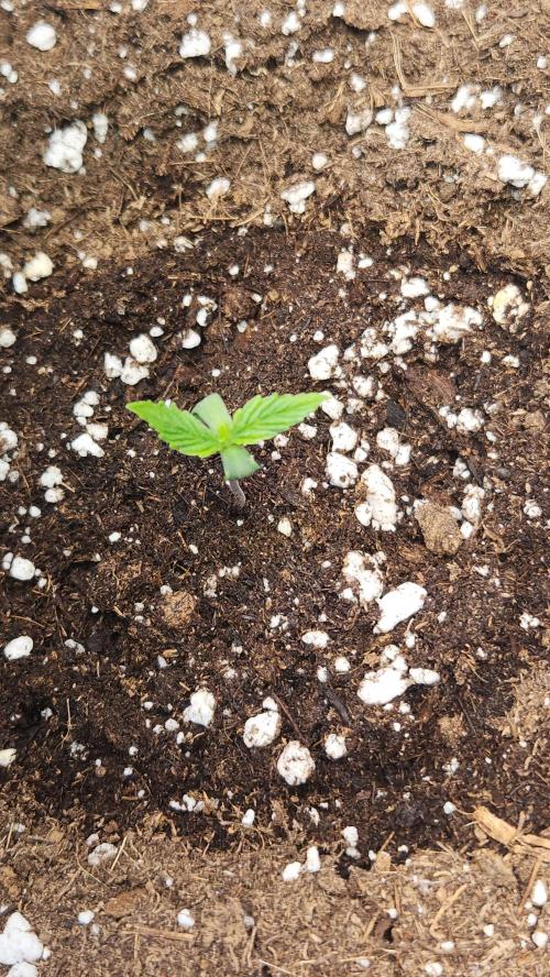 New Year Grow. Week 1 - 505 Headbanger