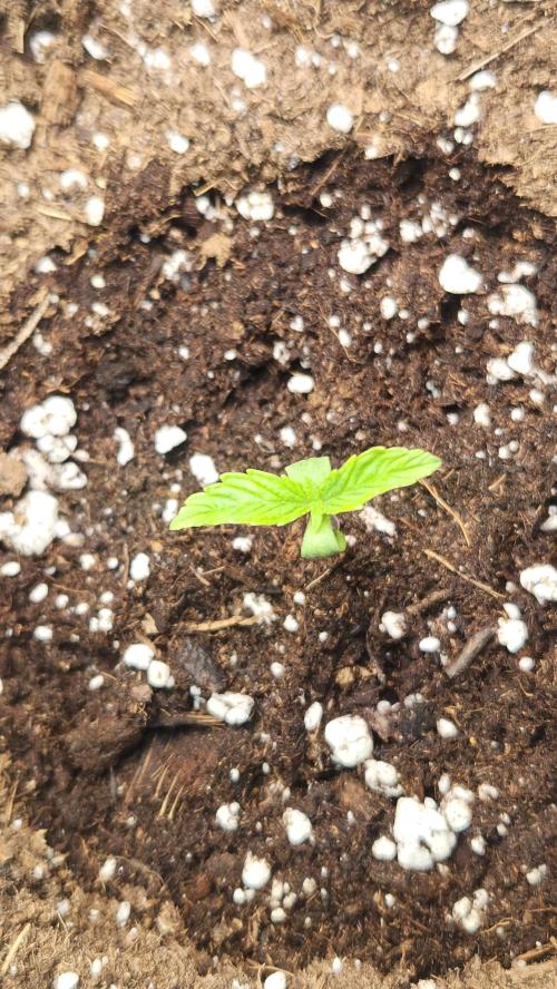 New Year Grow. Week 1 - White Widow