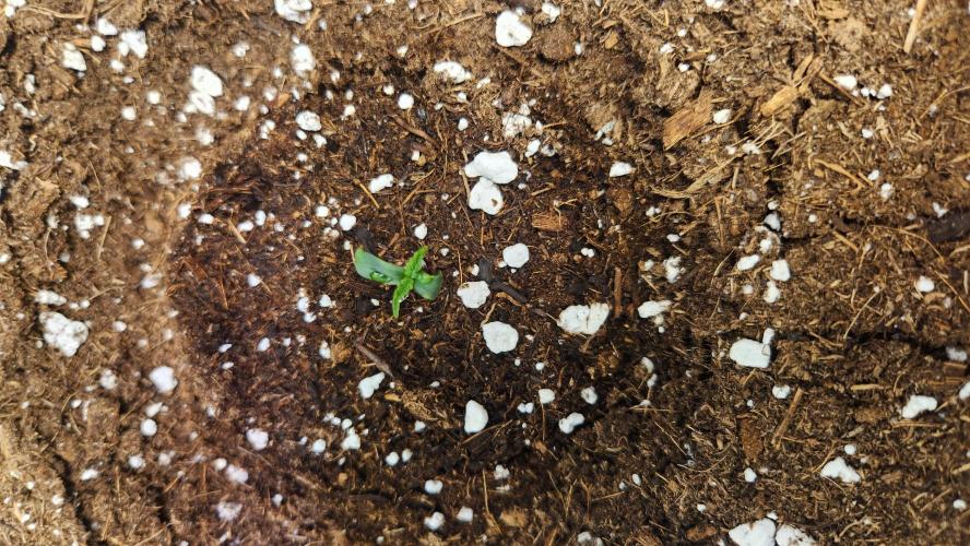 New Year Grow. Week 1 - How it started...