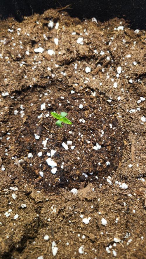 New Year Grow. Week 1 - How its started...