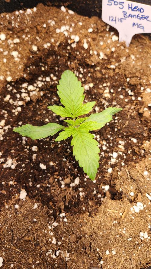 New Year Grow. Week 2