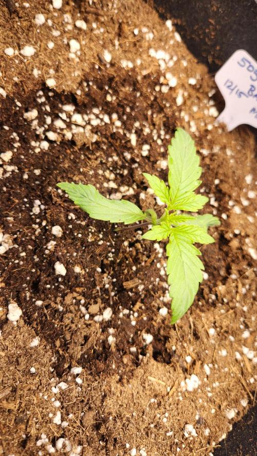 New Year Grow. Week 2