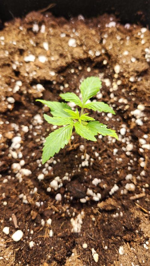 New Year Grow. Week 2