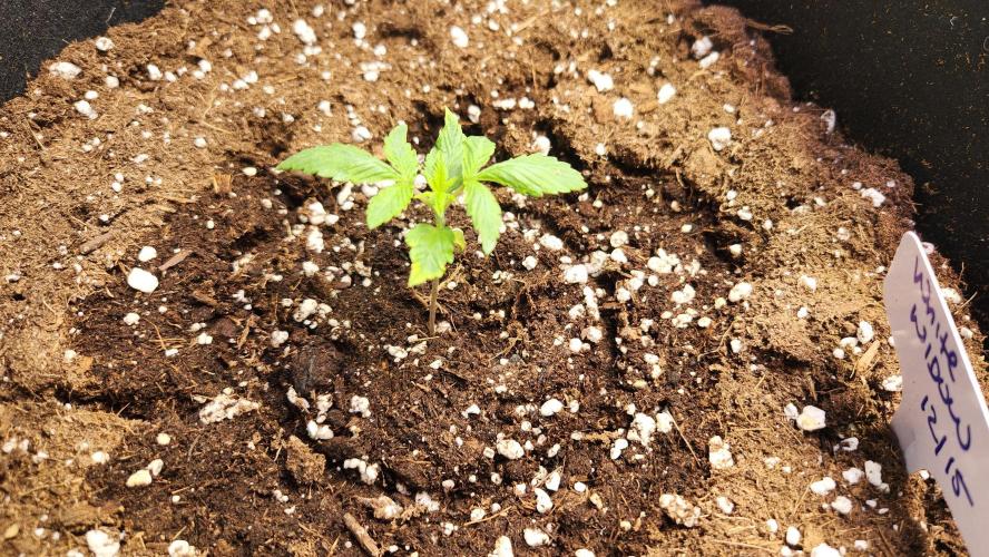 New Year Grow. Week 2