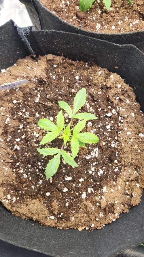 New Year Grow. Week 3