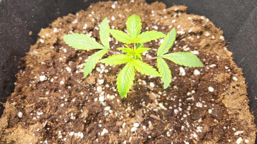 New Year Grow. Week 3