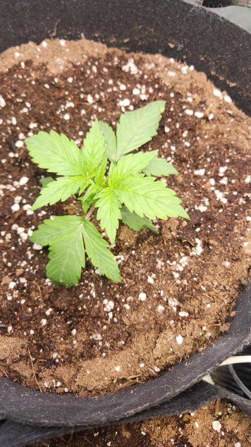 New Year Grow. Week 3