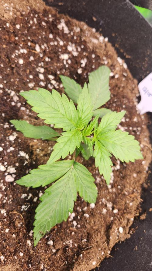 New Year Grow. Week 3