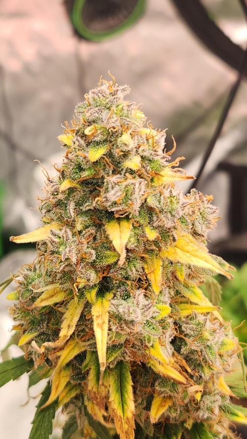 Grow #2. Week 11 - Flushing with PH 5.9 H20