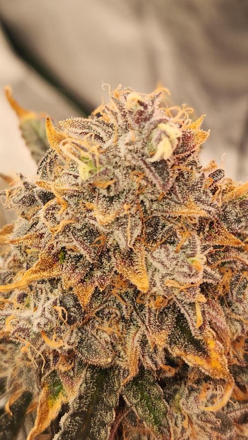 Grow #2. Week 11 - Im going to chop her tomorrow at 78 days