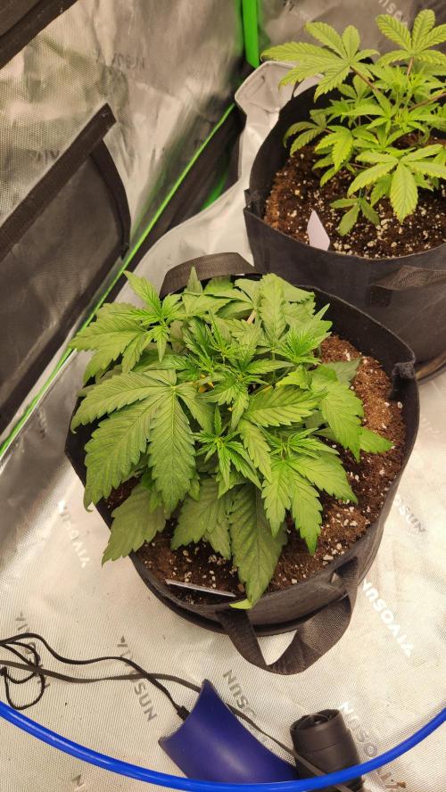 New Year Grow. Week 4