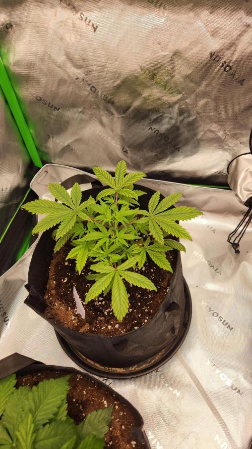 New Year Grow. Week 4