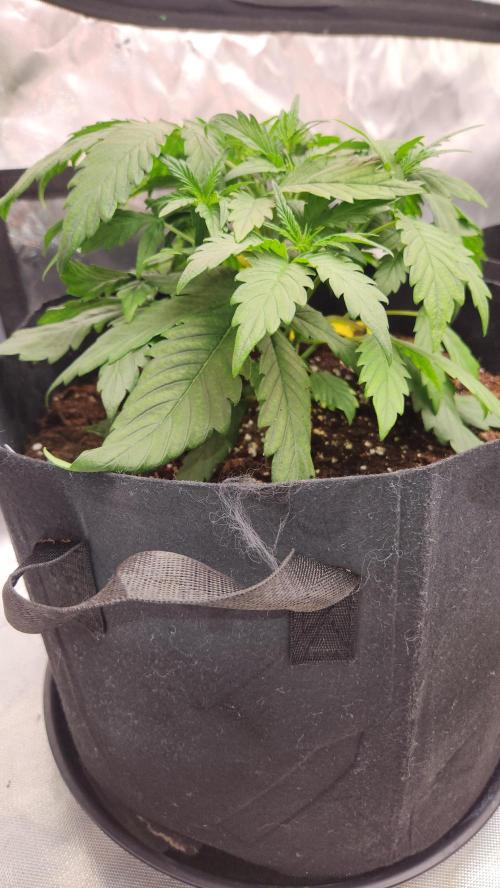 New Year Grow. Week 4