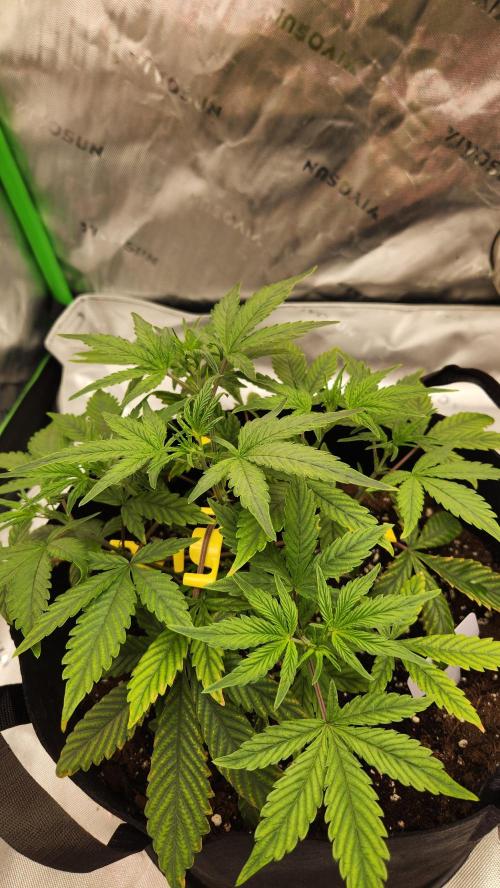 New Year Grow. Week 5