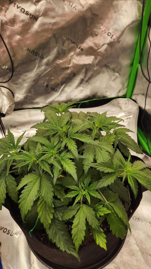 New Year Grow. Week 5