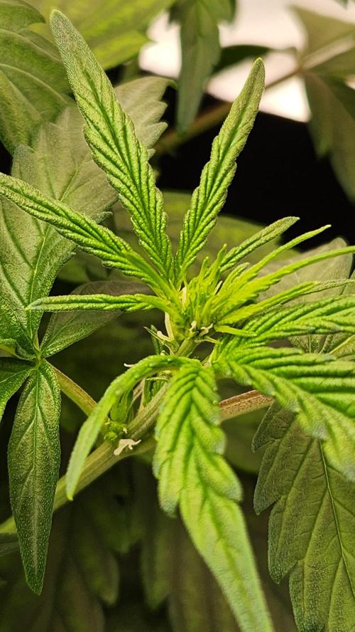 New Year Grow. Week 5