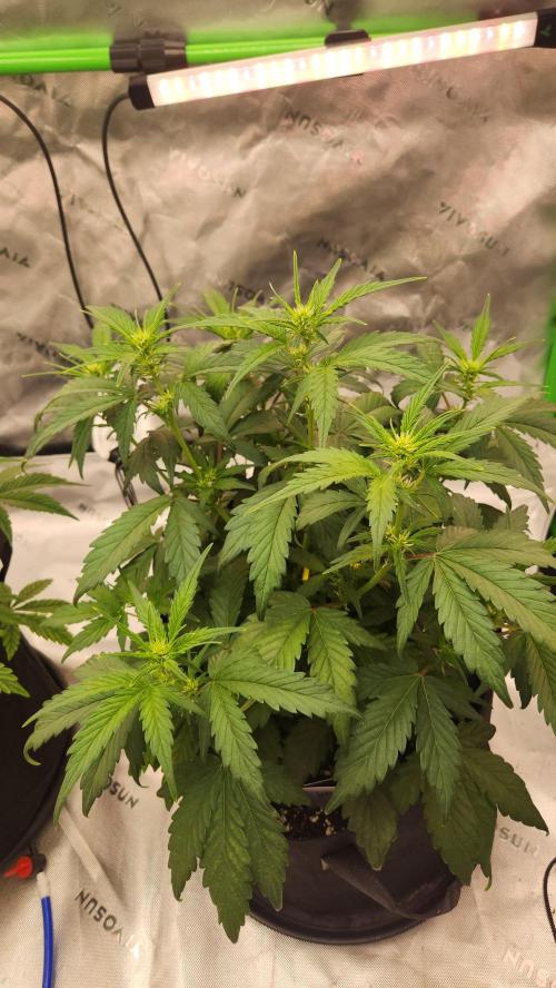 New Year Grow. Week 6