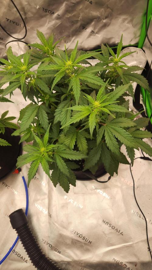 New Year Grow. Week 6