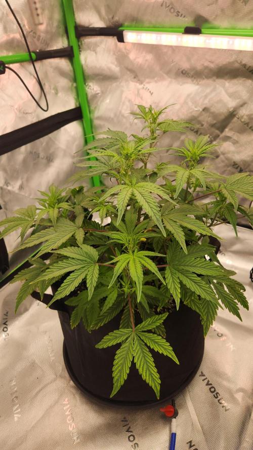 New Year Grow. Week 6