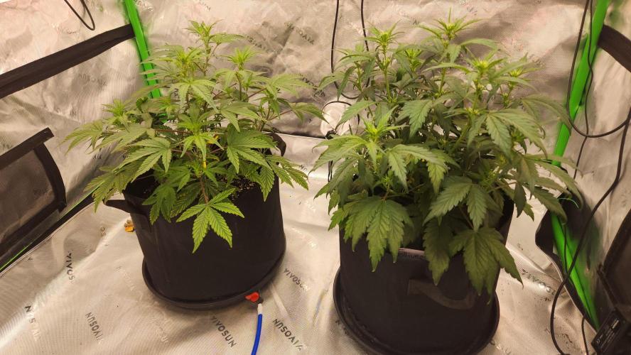 New Year Grow. Week 6