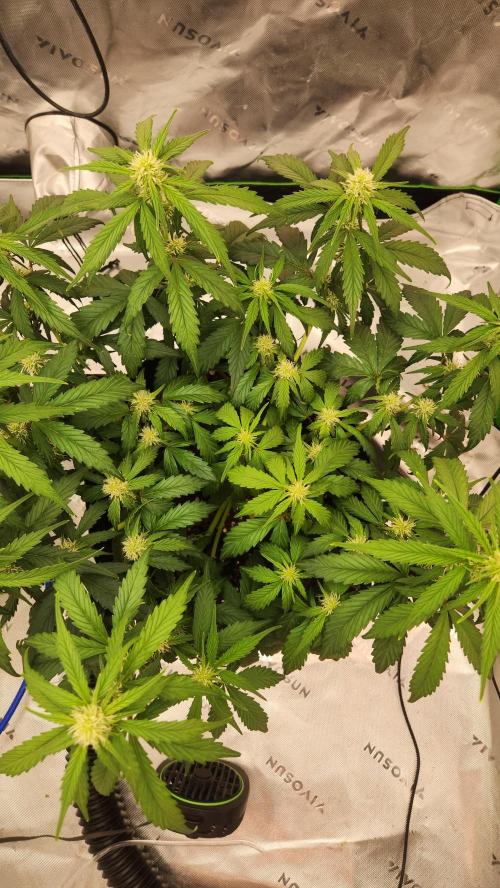 New Year Grow. Week 7