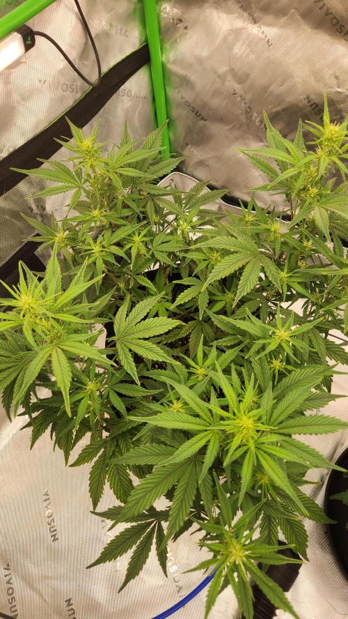 New Year Grow. Week 7