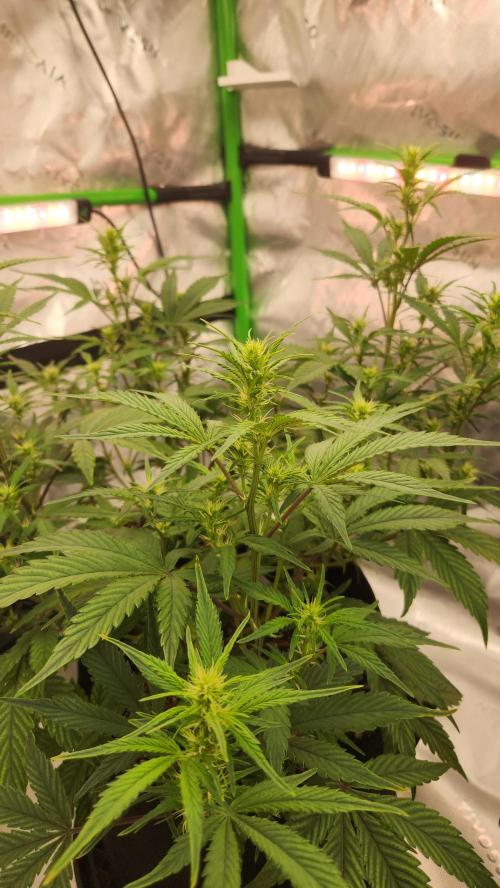 New Year Grow. Week 7