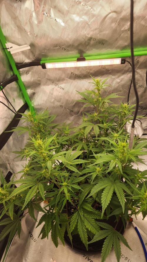 New Year Grow. Week 7