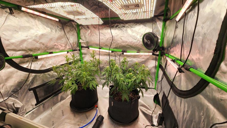 New Year Grow. Week 7