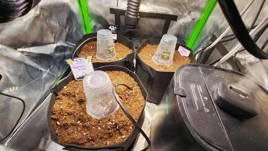 Can't Stop Won't Stop. Week 0 - Only Mendo has broken the soil so far.