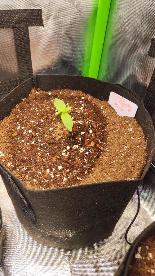 Can't Stop Won't Stop. Week 0