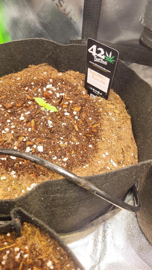 Can't Stop Won't Stop. Week 0